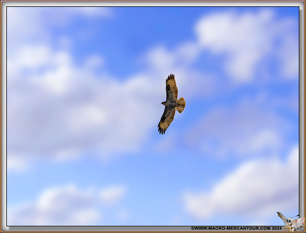 Buse variable 